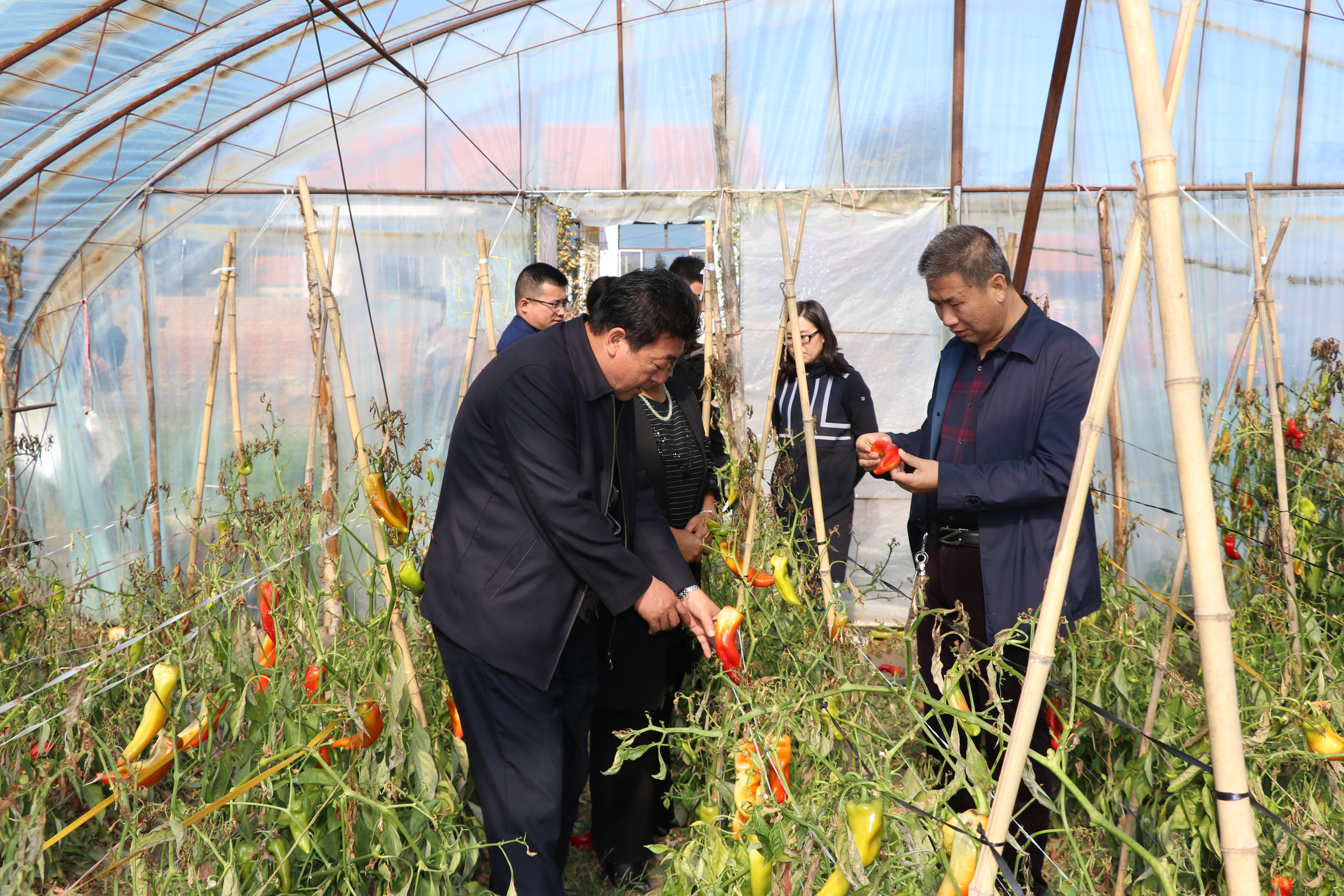 刘玉文董事长到太平村辣椒种植户家中走访3.jpg